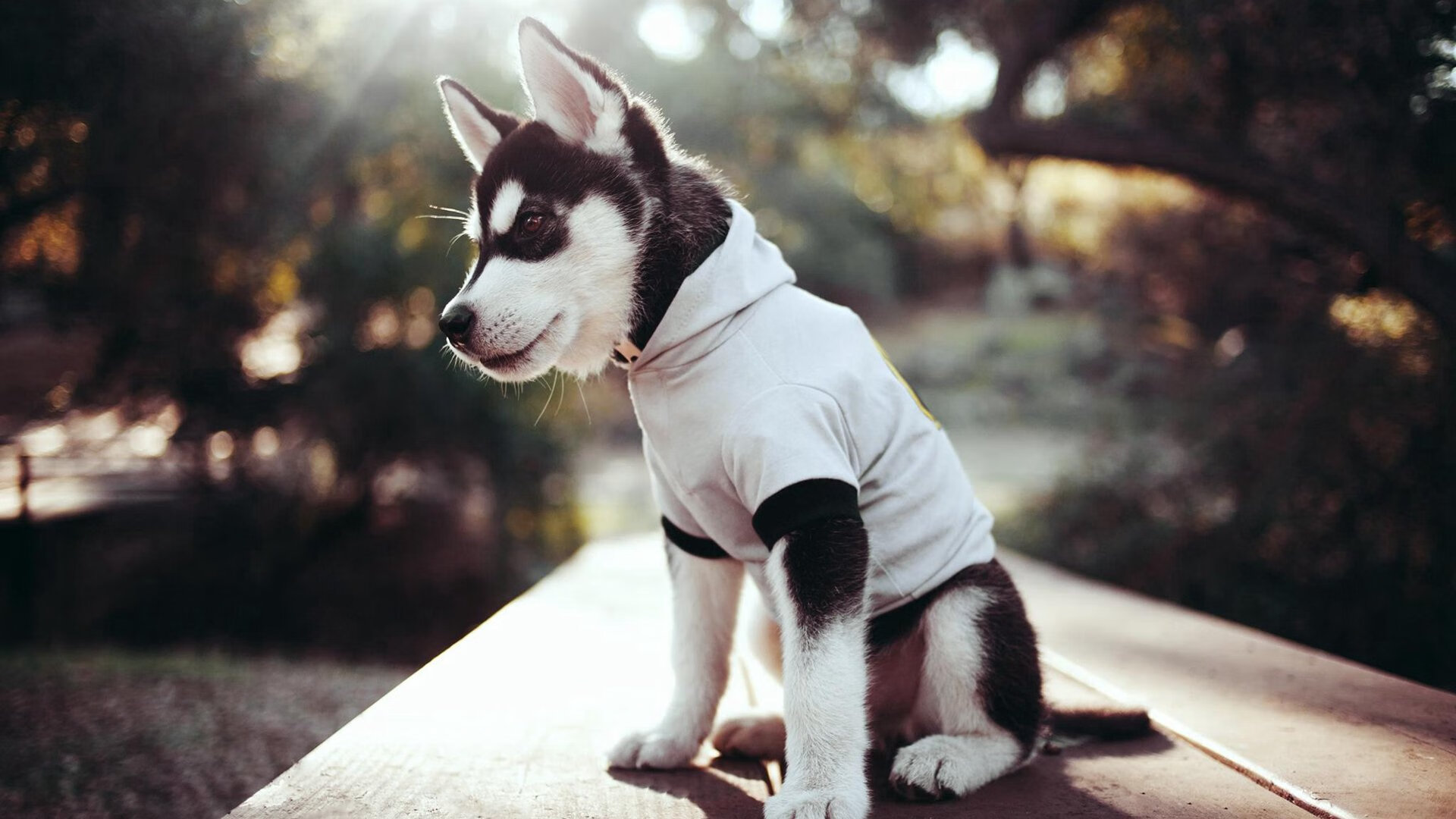 影响深远：世界各地的青少年篮球热潮正席卷全球！，青少年篮球现状